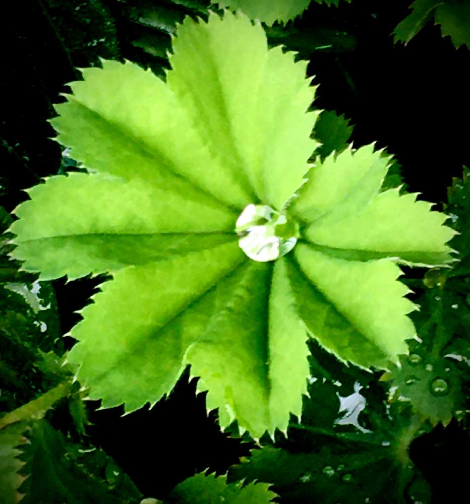アルケミラモリスの投稿画像 By ひなたぼっこさん 植物に癒されてますとおうち園芸とシンプルが好きとナチュラルスタイルとガーデニングと葉っぱlove 月7月6日 Greensnap グリーンスナップ