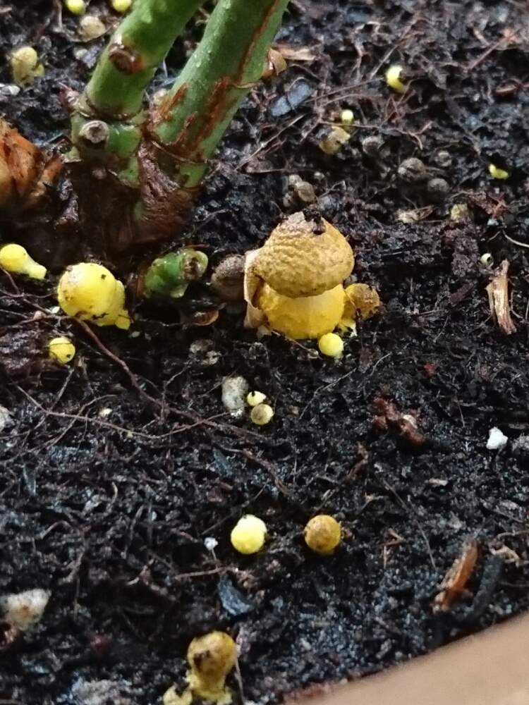 黄金絹唐傘茸 幸運のキノコ Greensnap グリーンスナップ