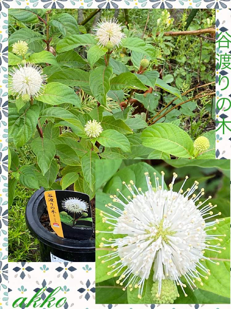 谷渡りの木の投稿画像 By ひみつのアッコちゃんさん 谷渡りの木の花と我が家の花畑と上品な花と鉢植えの花と可愛い花と美しい花と花のある暮らし 月7月6日 Greensnap グリーンスナップ