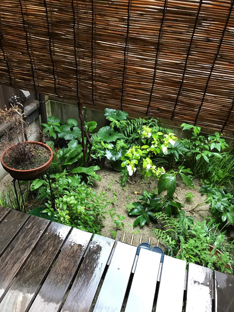の画像 by ⚜️のんのさん | 雪柳と梅雨と坪庭と今日も☔️