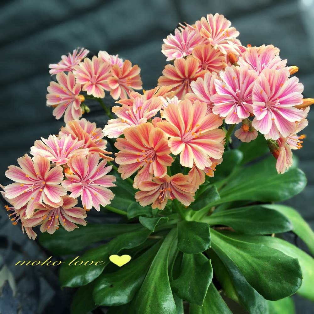 レウィシアの投稿画像 By モコママさん 山形と巻き巻きとおうち園芸と可愛い とピンク色の花 月7月6日 Greensnap グリーンスナップ