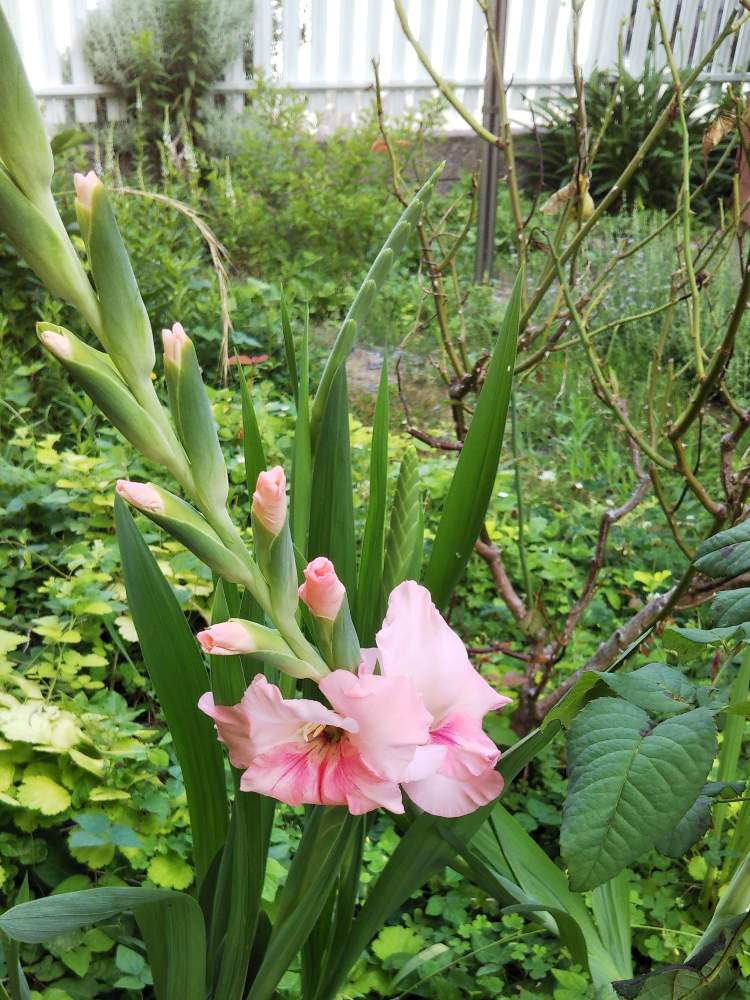 グラジオラスの投稿画像 By Ksmzさん ピンクの花とピンク ピンクとおうち園芸と植えっぱなしと美しいと丈夫な植物とガーデニングと花のある暮らしと球根植物 月7月6日 Greensnap グリーンスナップ