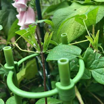 クレマチス ビチセラ系の投稿画像一覧 Greensnap グリーンスナップ