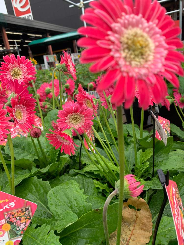 ガーベラの投稿画像 By まるちゃん さん 月7月6日 Greensnap グリーンスナップ