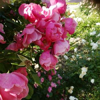 大通公園の画像 by seiさん | ピンクのバラとお出掛け先と初夏と札幌と大通公園