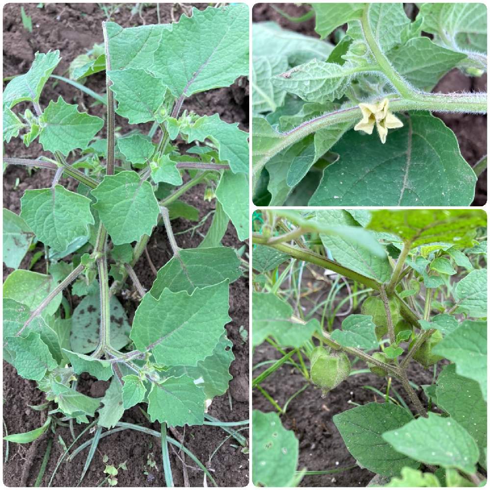 ベテラン乙女倶楽部の投稿画像 By Koaraさん 鬼灯 ほおずき 食用と野菜作りとチーム愛知 月7月6日 Greensnap グリーンスナップ