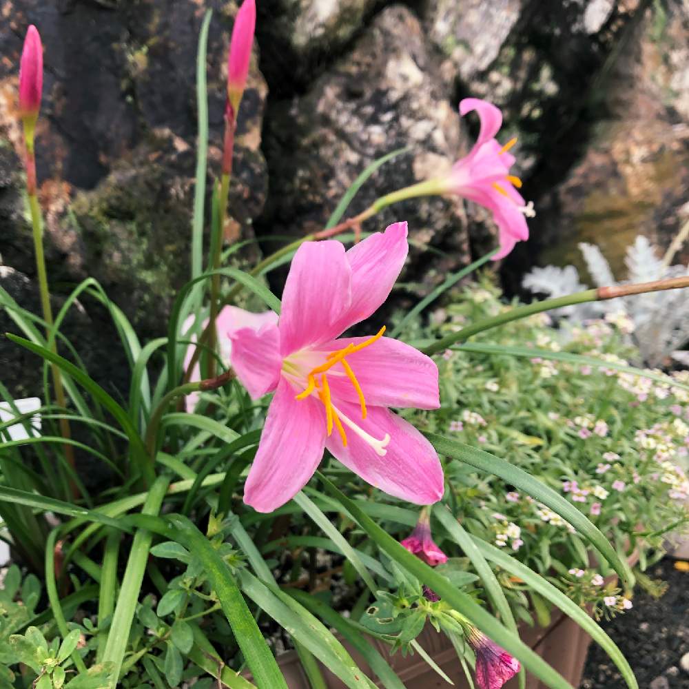 ピンクの花の投稿画像 By Sさん 大きな花と寄せ植えと花のある生活と夏の花とにわとジョルディ カワムラ ティフォシ とおうち園芸と放任栽培とカリブラコア と毎年咲くと花のある暮らしとアリッサム と球根植物と大好きペチュニア カリブラコアと宿根 多年草