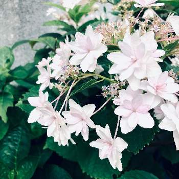 紫陽花 墨田の花火の投稿画像一覧 Greensnap グリーンスナップ