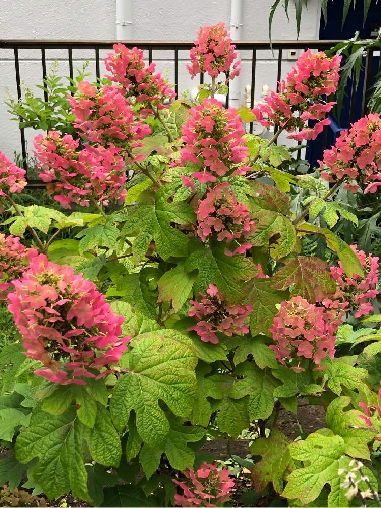 カシワバアジサイ ルビースリッパーズの投稿画像 By みゆさん 犬好きとあぁー可愛いと神奈川タニラーと多肉女子と大好きな品種 と記録用とルビースリッパーズ 月7月6日 Greensnap グリーンスナップ