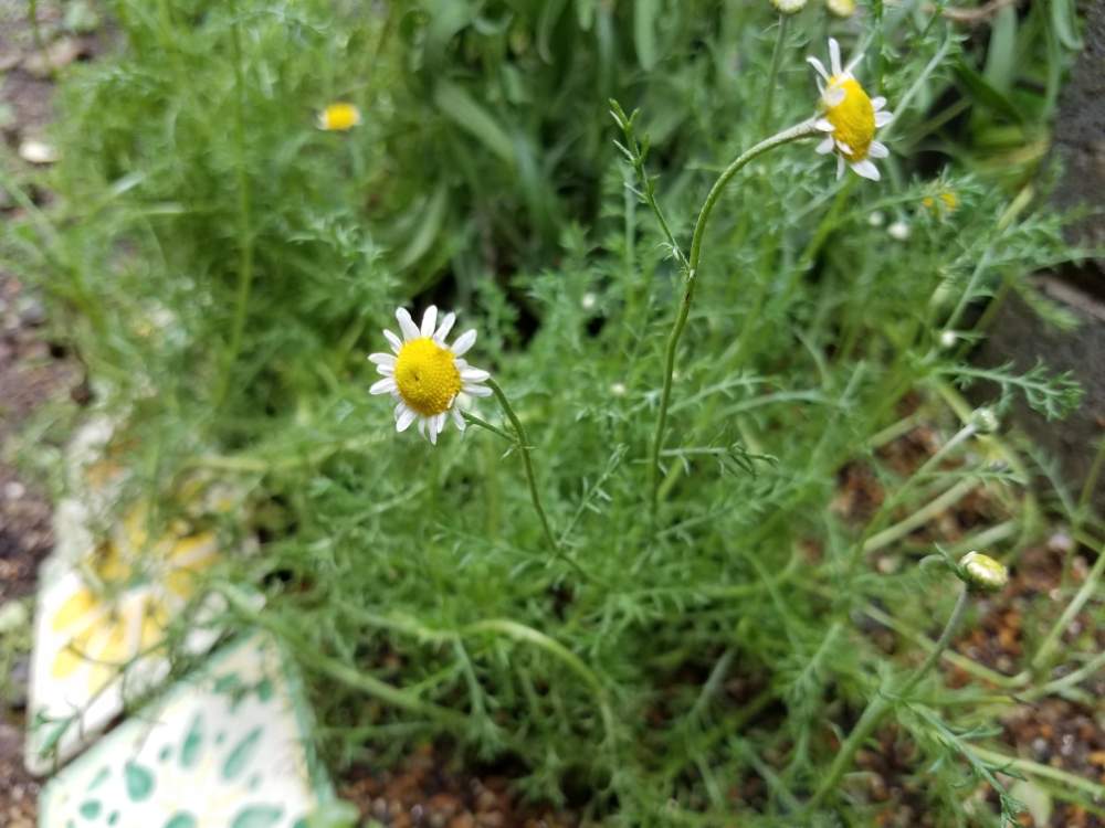 ローマンカモミールの投稿画像 By ニゲラさん ハーブとおうちde菜園とおうち園芸 月7月6日 Greensnap グリーンスナップ