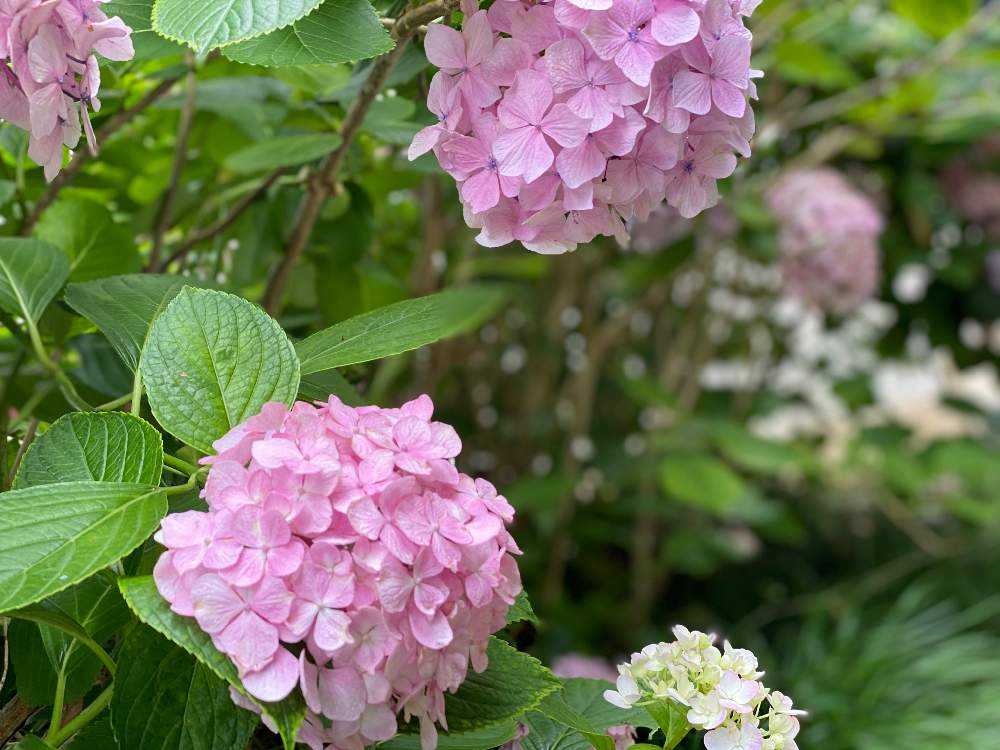 7月 吉備津神社へ紫陽花めぐり Greensnap グリーンスナップ 7月 吉備津神社へ紫陽花めぐり Greensnap グリーンスナップ