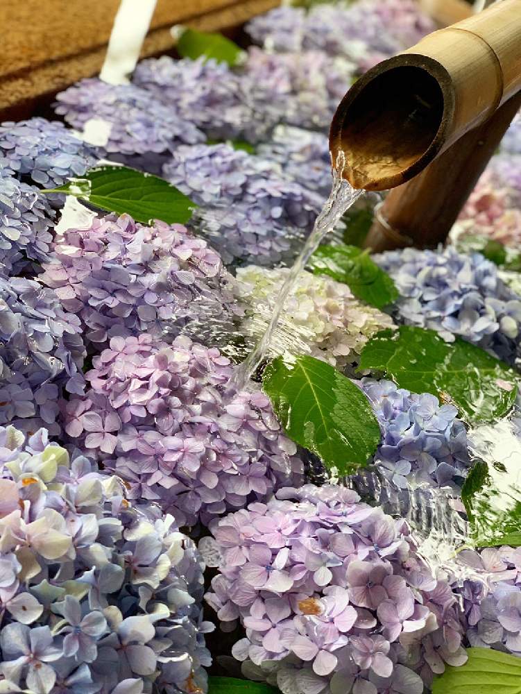 紫陽花の投稿画像 By こしひかりんさん キラキラ と水面と手水舎と鎌倉と紫陽花 アジサイ あじさいと鶴岡八幡宮と可愛いと鎌倉鶴岡八幡宮と雨だけどと 花手水舎とあめふり 月7月6日 Greensnap グリーンスナップ