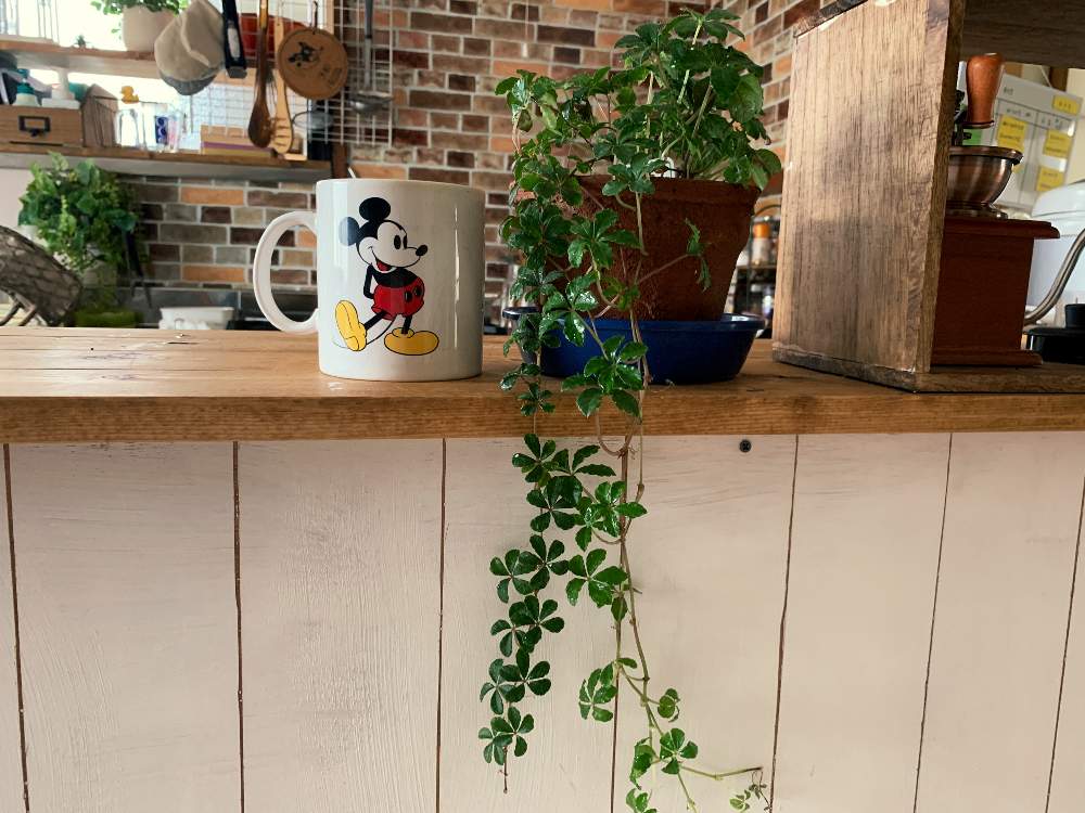 観葉植物の投稿画像 By Amochaさん グリーンのある暮らしとフォロー歓迎とdiyと日当たりの悪い家とインテリアグリーンとグリーン 月7月6日 Greensnap グリーンスナップ