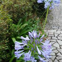 アガパンサスの画像