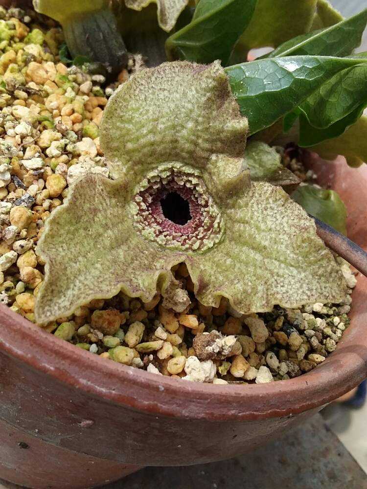 カンアオイ、オトメカンアオイー白晃冠