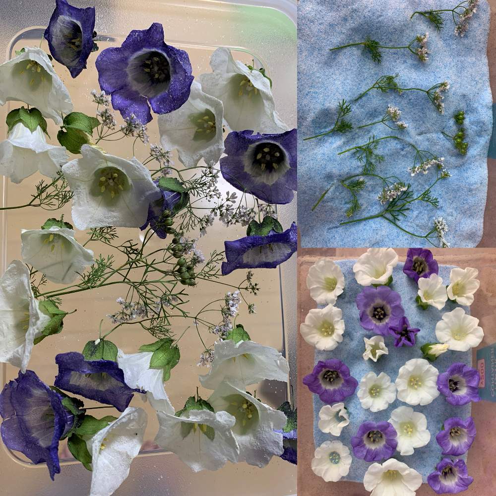 ドライフラワーの投稿画像 By らはささん アルビノと黒ほおずき とおうち園芸と花のある暮らしと白い花とこぼれダネ 月7月6日 Greensnap グリーンスナップ