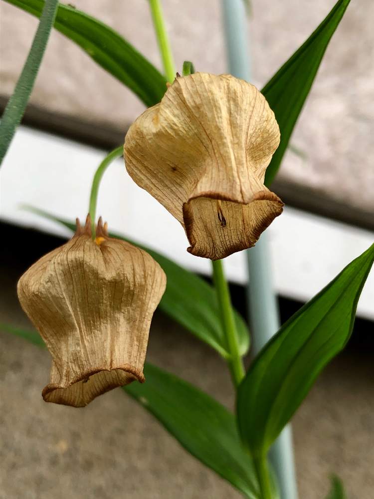 サンダーソニア オーランチアカの投稿画像 By みたさん 小さな花壇とサービス品と球根から育ててとおうち園芸 月7月7日 Greensnap グリーンスナップ