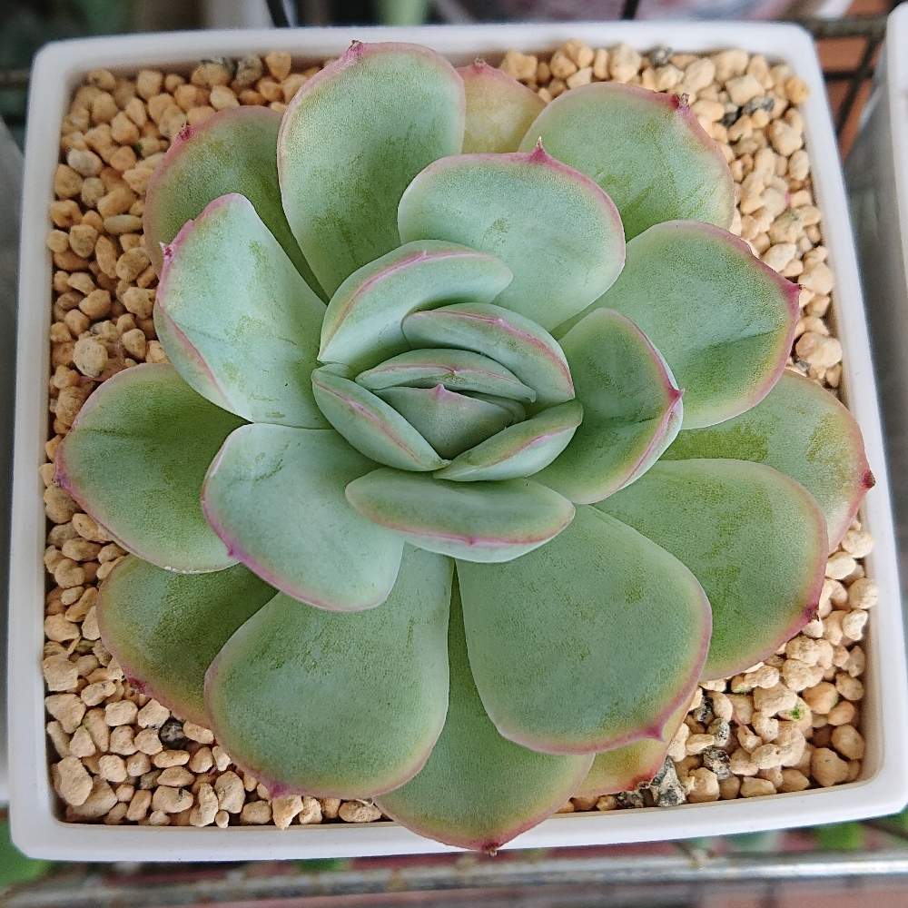 ｽﾄﾛﾍﾞﾘｰｱｲｽの投稿画像 By キメラさん 多肉植物と夏姿と多肉女子とみどりのまとめとタニラーとキメラの記録と成長記録 月7月7日 Greensnap グリーンスナップ