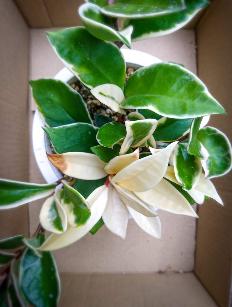 ホヤ カルノーサ リップカラーの投稿画像 By Taya S Lab さん 垂れ下がる植物と着生植物と吊り下げとトリコロールカラーとホヤとホヤカルノーサ リップカラーとホヤ属と艶々と吊り鉢とホヤ カルノーサと肉厚な葉とガガイモ科とサクララン属と異変と ﾎﾔｶﾙﾉｰｻ 月