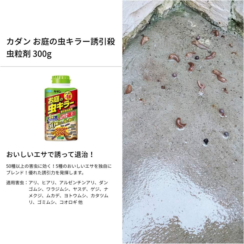 多肉植物の投稿画像 By アガベさん ナメクジとの戦いとプランター野菜と殺虫剤とおうちde菜園と梅雨に負けないとおうち園芸と珍奇植物と自家製野菜と夏野菜とナメクジ対策 月7月7日 Greensnap グリーンスナップ 多肉植物の投稿画像 By アガベさん ナメクジとの戦いとプランター野菜と殺虫剤とおうちde菜園と梅雨に負けないとおうち園芸と珍奇植物と自家製野菜と夏野菜とナメクジ対策 月7月7日 Greensnap グリーンスナップ