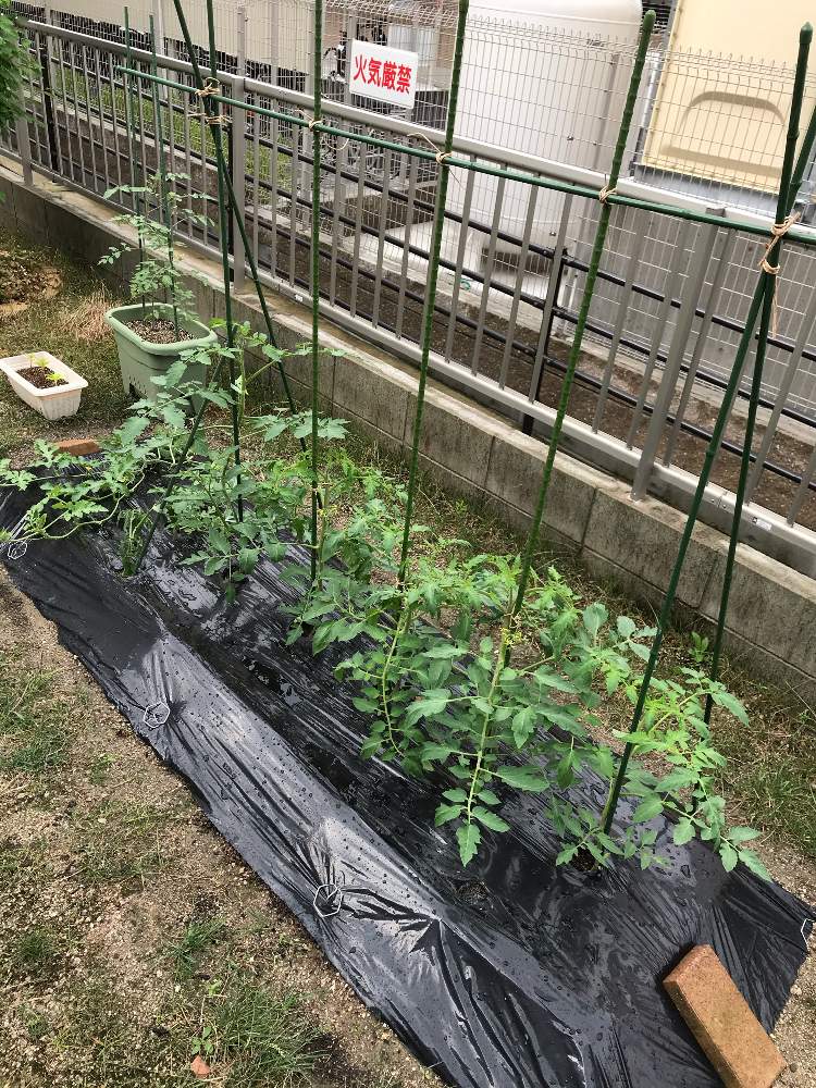 2回目の家庭菜園その2 Greensnap グリーンスナップ