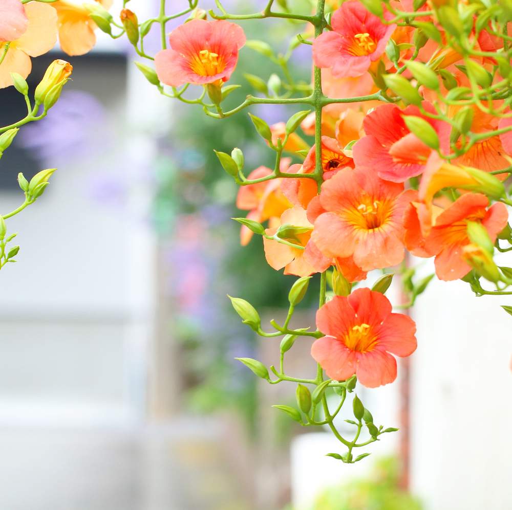 花のある空間の投稿画像 By おはぎさん 癒しとおさんぽと花のある生活と癒され風景と花のある暮らしとかわいいな とノウゼンカズラ科とやっぱり花が好き 月7月7日 Greensnap グリーンスナップ 花のある空間の投稿画像 By おはぎさん 癒しとおさんぽと花のある生活と癒され風景と花のある暮らしとかわいいな とノウゼンカズラ科とやっぱり花が好き 月7月7日 Greensnap グリーンスナップ