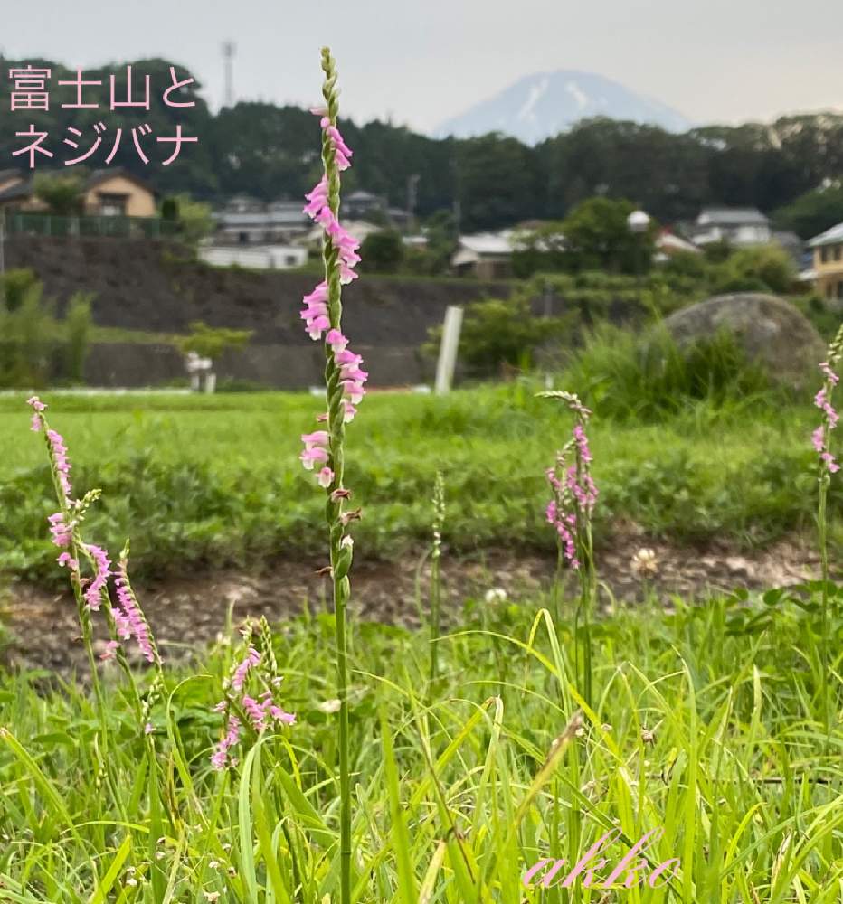 ネジバナ モジズリ の投稿画像 By ひみつのアッコちゃんさん 富士山と可愛い花と近くの景色と足柄ふれあい公園とボランティア公園と花のある暮らし 月7月7日 Greensnap グリーンスナップ ネジバナ モジズリ の投稿画像 By ひみつのアッコちゃんさん 富士山と可愛い花と近くの景色と足柄ふれあい公園とボランティア公園と花のある暮らし 月7月7日 Greensnap グリーンスナップ