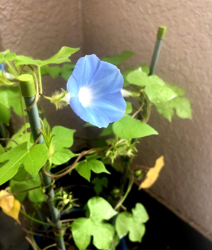 朝顔の投稿画像 By Tamariさん バルコニー ベランダとハダとベニカxファインスプレーとハダニ被害と相談とハダニとハダニ 退治とハダとベニカxファインスプレーとハダニ被害と相談とハダニとハダニ退治 月7月7日 Greensnap グリーンスナップ Greensnap