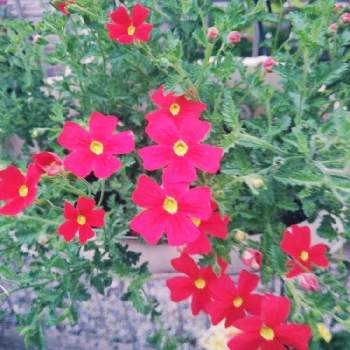 サンブリテニア Proven Winners Pw ガーデニング 園芸 花苗 低木 多肉植物 花 植物 サンブリテニア Proven Winners Pw ガーデニング 園芸 花苗 低木 多肉植物 花 植物