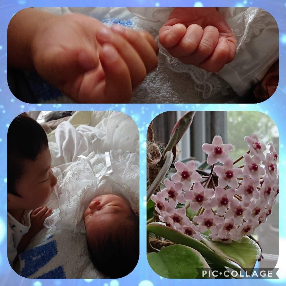 二人の孫っちの投稿画像 By ポコアポコさん ホヤの花と心ほっこりと植中毒とバラと夢clubとホヤ カルノーサと可愛いと北海道 月7月7日 Greensnap グリーンスナップ