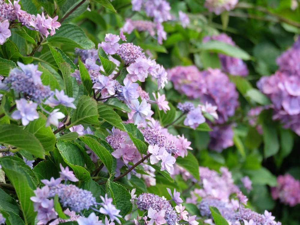 アジサイの投稿画像 By あきさん 紫陽花とあじさいとお出かけ先と下田公園と紫色の花としぞーか勢と伊豆と小さい花と紫の花と静岡県と下田公園と紫色の花 としぞーか勢と伊豆と小さい花と紫の花と静岡県 月7月7日 Greensnap グリーンスナップ Greensnap