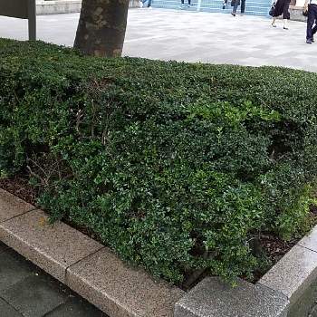 マサキの生垣の投稿画像一覧 Greensnap グリーンスナップ