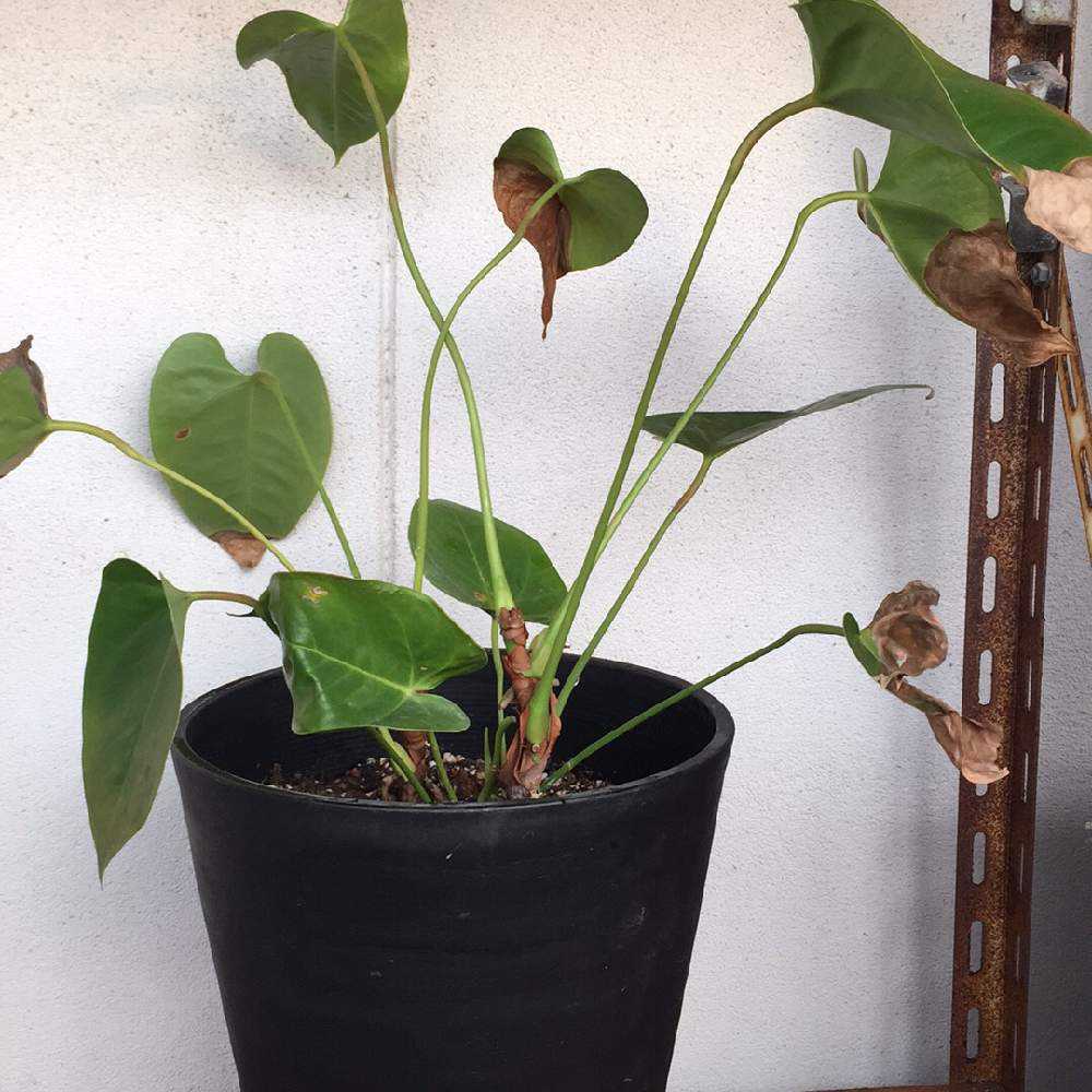 アンスリウム水耕栽培 Greensnap グリーンスナップ