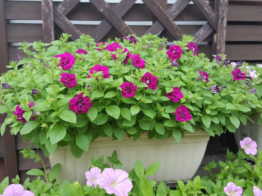 ペチュニアの投稿画像 By はなさん ギュギュとペチュニアギュギュ ダブルパープルと切り戻し後とおうち園芸と成長記録と花のある暮らしとタキイ 月7月7日 Greensnap グリーンスナップ