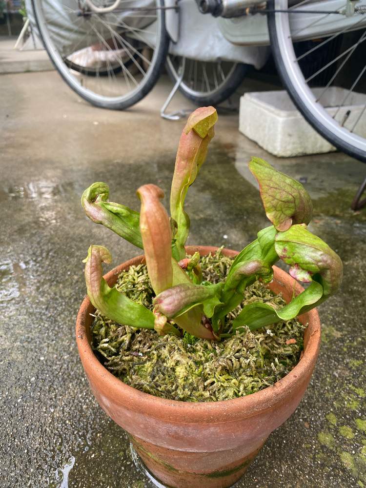 サラセニア スワニアナの投稿画像 By Bukkieさん サラセニア とボタニカルライフと植物男子と食虫植物と山野草男子と山野草とお庭のお花とおうち園芸と緑のある暮らしとお庭の植物とガーデニングと花のある暮らし 月7月7日 Greensnap グリーンスナップ
