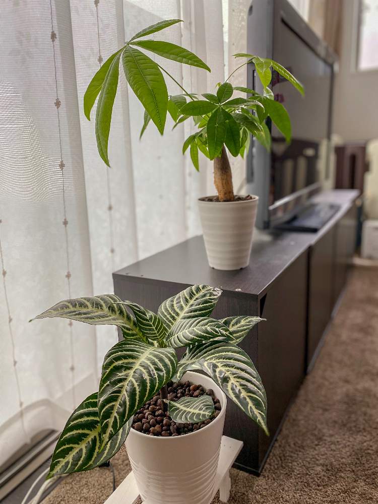 休み ハイドロカルチャー ダニア アフェランドラ 観葉植物 植物 植物