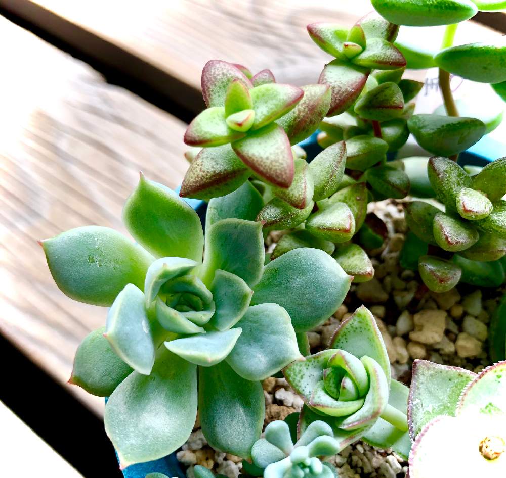 彦星の投稿画像 By Kateさん 織姫とエケベリア属 ムーンガドニスと多肉植物とキュンキュン乙女倶楽部と別名同種の多肉さんと多肉のある暮らしとベランダガーデンと多肉寄植え と多肉ラボ C と多肉植替え 月7月7日 Greensnap グリーンスナップ