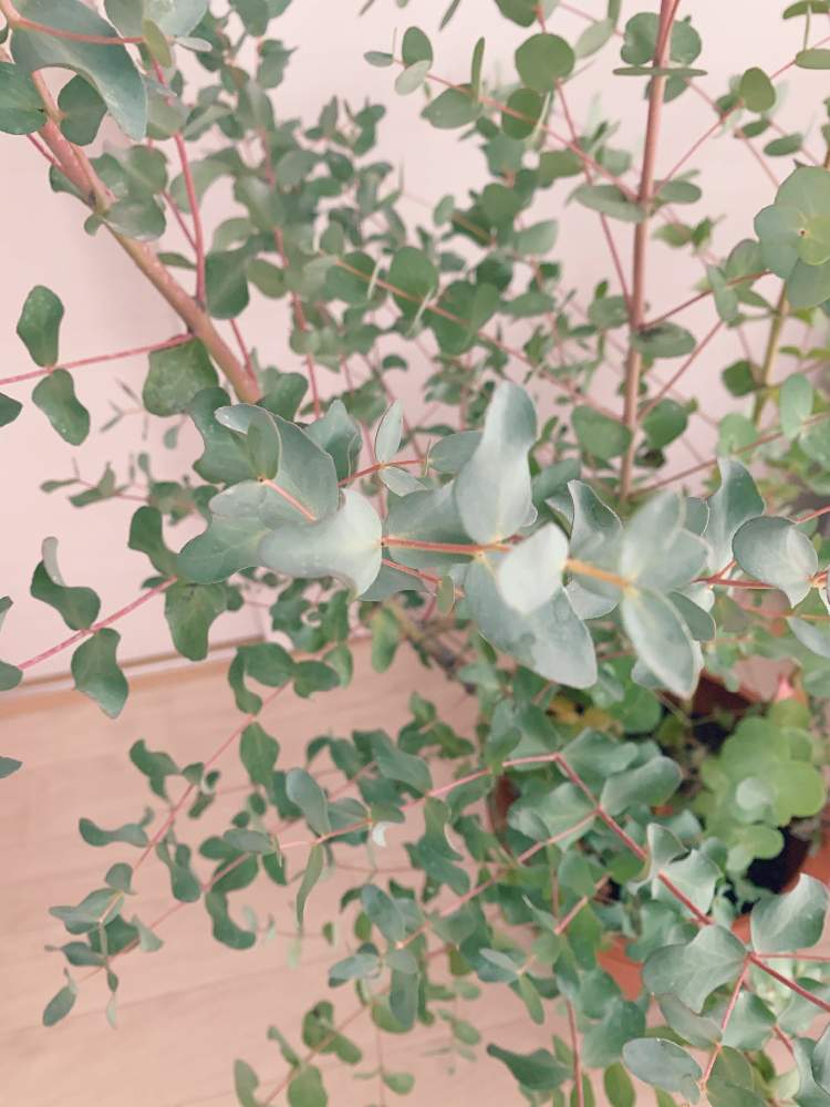 ユーカリグニーの投稿画像 By Asciiさん ユーカリの木と相談とユーカリグニー 月7月7日 Greensnap グリーンスナップ ユーカリグニーの投稿画像 By Asciiさん ユーカリの木と相談とユーカリグニー 月7月7日 Greensnap グリーンスナップ