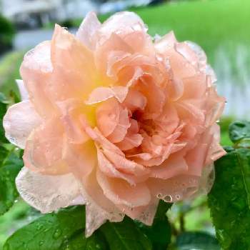 バラ,オールドローズ  フェリシテ パルマンティエ,鉢植え,ピンク,つるバラの画像