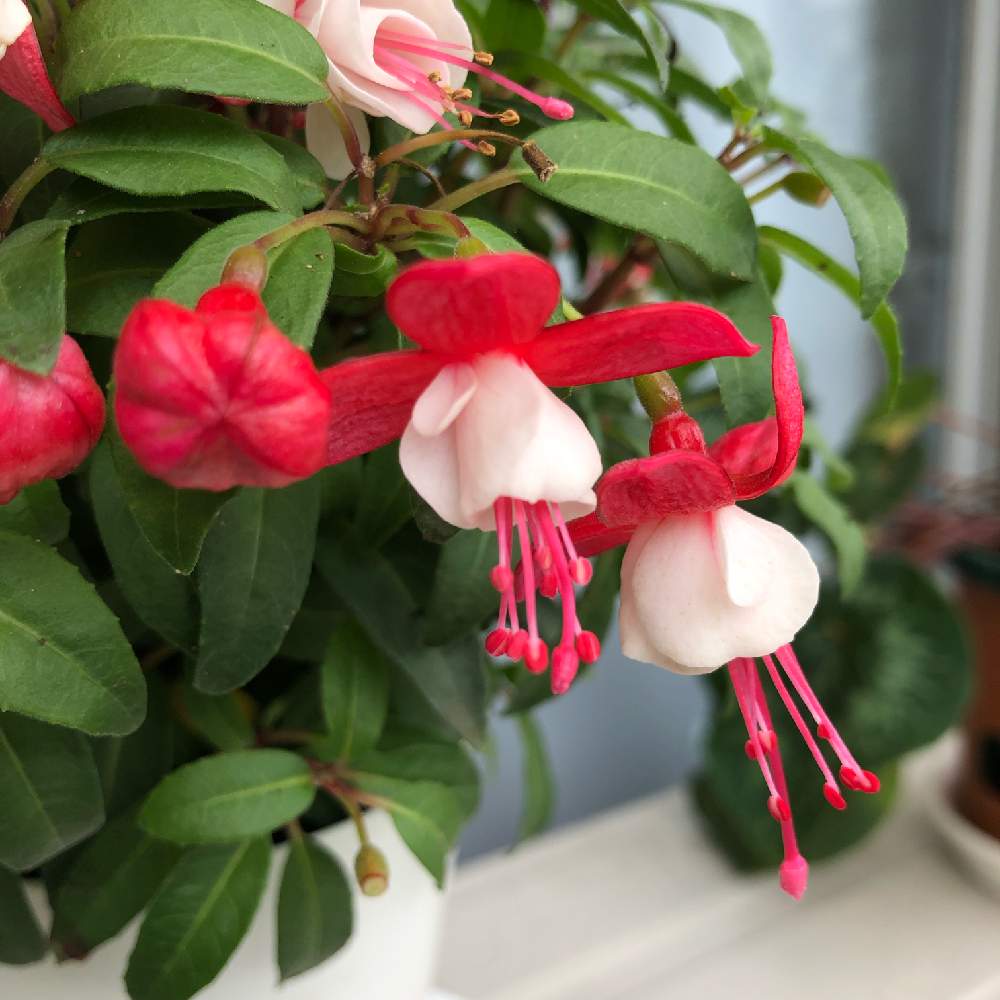 フクシアの投稿画像 By Beadsさん 秋田県と北国と花のある暮らしとかわいいヤツと色合いがキレイと勉強中 月7月7日 Greensnap グリーンスナップ