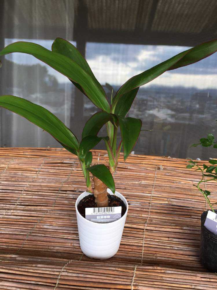 ダイソー産ドラセナとプミラ Greensnap グリーンスナップ