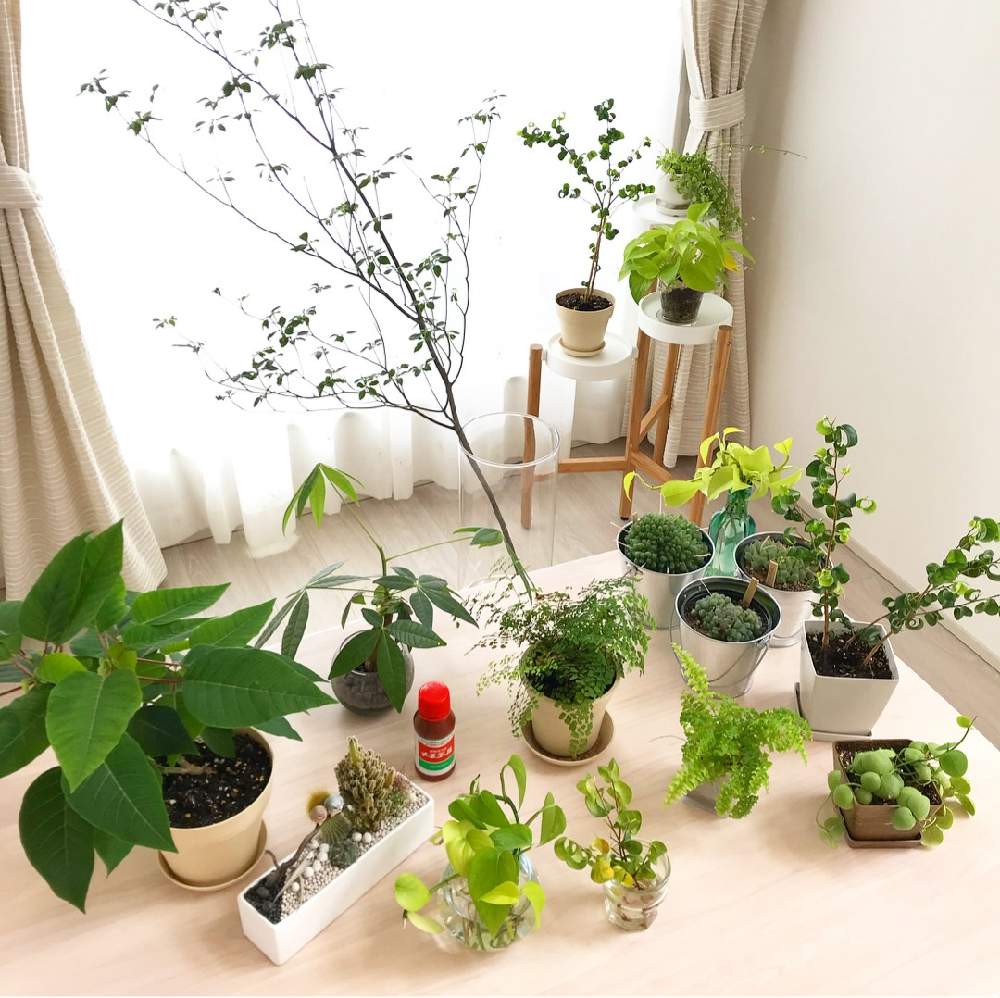 観葉植物の投稿画像 By メネデール 株式会社さん 植物のある暮らしとグリーン グリーン グリーン とわが家の観葉植物 と芽と根が出るとおうち園芸とガーデニングとメネデールとインテリアグリーンとグリーンとバルコニスト 2020月7月7日 Greensnap グリーン
