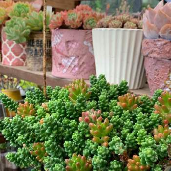 togawa_maroの画像 by yopipiさん | 小さな庭と好きやけんと多肉植物とぎゅうぎゅうと雨に輝くとドキドキするよ❤️と頑張れ私とノンフィルターとtogawa_maroとおうち園芸と植中毒と多肉女子とタニラー