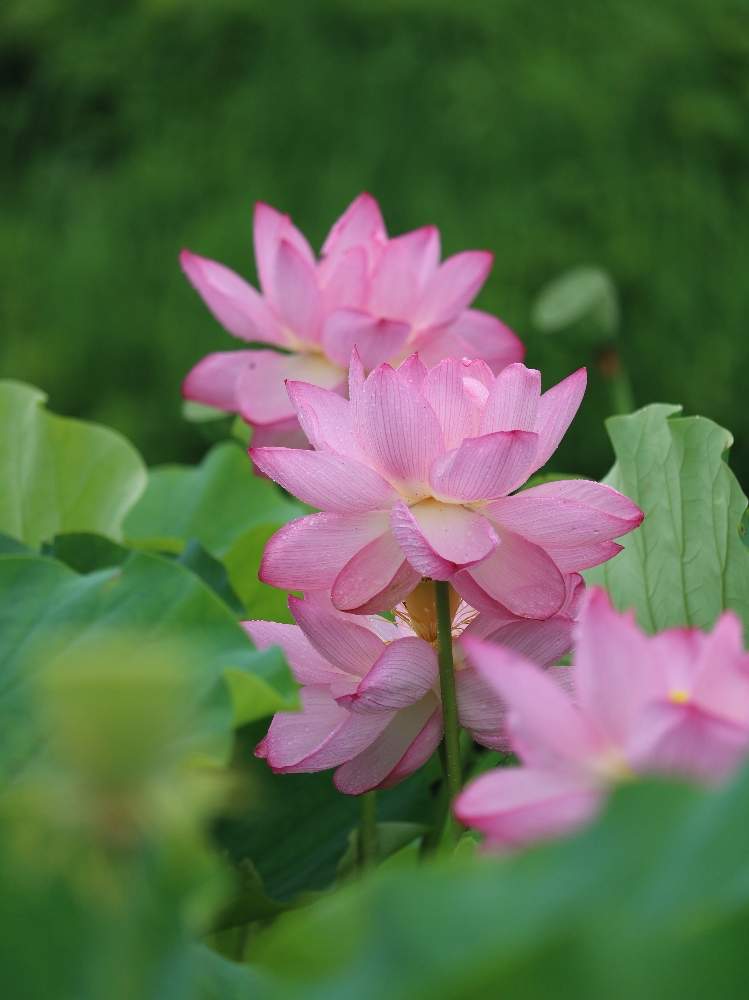 ピンク ぴんく Pinkの投稿画像 By Youさん ふわふわとお花を楽しむとお花が好きとしずくと今日のお花と綺麗なお花と鮮やか と水滴と花のある暮らしと色あざやかと雨の日とあめふり 月7月7日 Greensnap グリーンスナップ ピンク ぴんく Pinkの投稿画像 By Youさん ふわふわとお花を楽しむとお花が好きとしずくと今日のお花と綺麗なお花と鮮やか と水滴と花のある暮らしと色あざやかと雨の日とあめふり 月7月7日 Greensnap グリーンスナップ