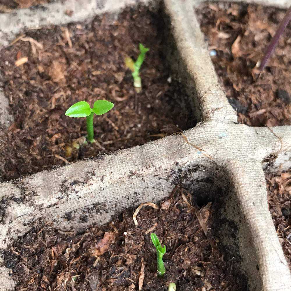 レモンの種から発芽日記 Greensnap グリーンスナップ