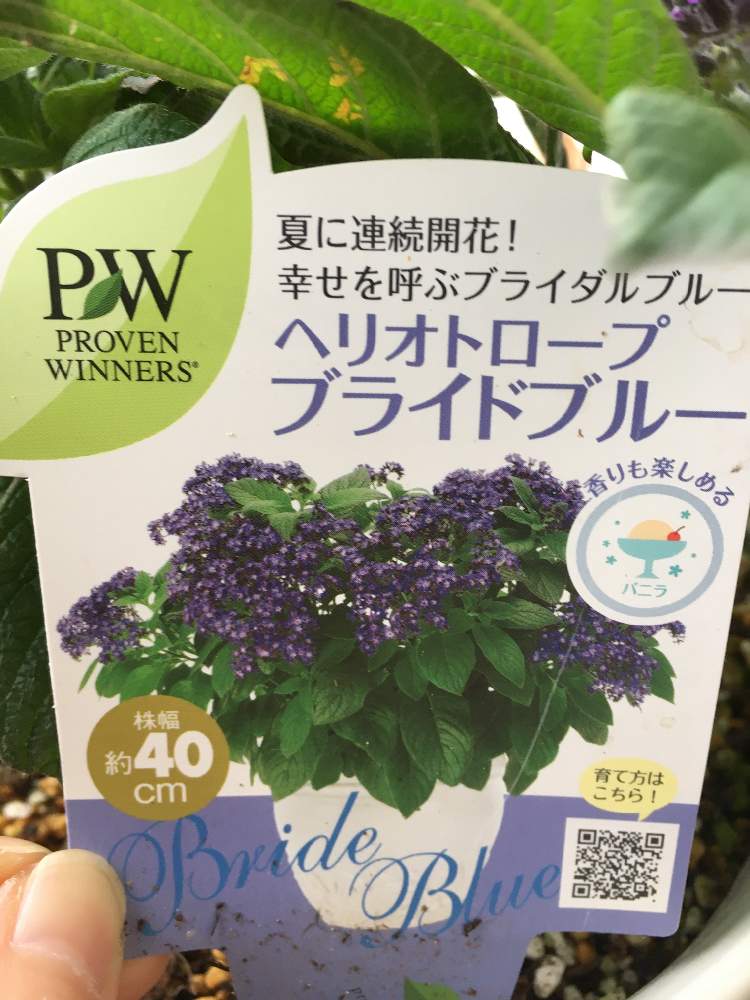 ヘリオトロープ ブライドブルー バニラの香り Greensnap グリーンスナップ