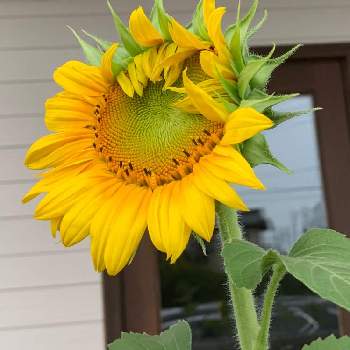 大輪ひまわりの投稿画像一覧 Greensnap グリーンスナップ