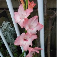 グラジオラスの画像