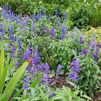 ブルーサルビアの画像