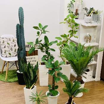 デコラゴムの投稿画像一覧 Greensnap グリーンスナップ